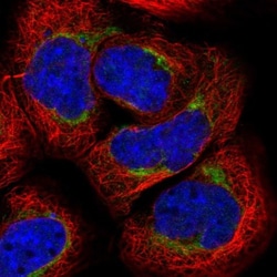 ARMC1 Antibody, Novus Biologicals 0.1mL; Unlabeled:Antibodies, Polyclonal